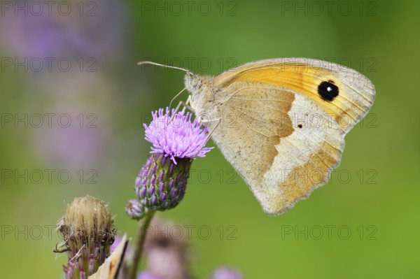 Large ox-eye (female), Maniola jurtina, Meadow brown female