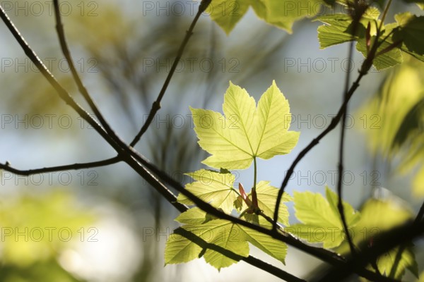 Sycamore maple leaf in the forest