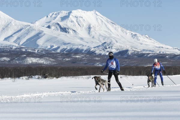 PETROPAVLOVSK-KAMCHATSKY, KAMCHATKA PENINSULA, RUSSIA, DECEMBER 10, 2016: Skijoring, competition for Cup of Kamchatka Region on background of beautiful Kozelsky Volcano