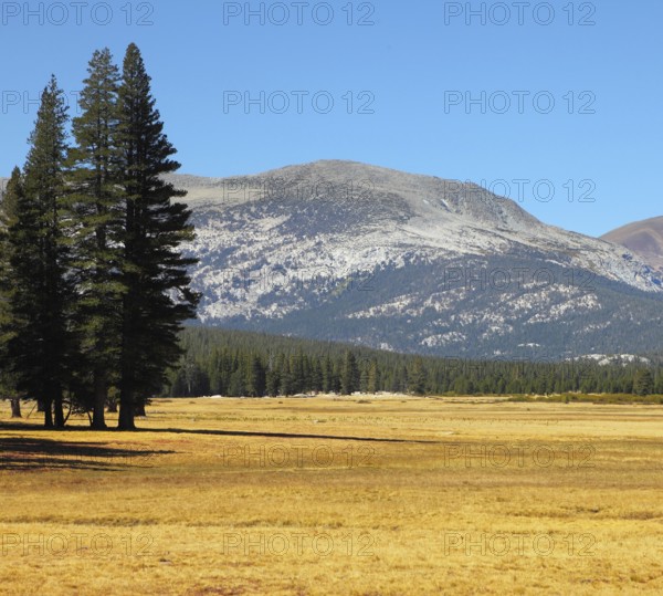 Fields and mountains in Yosemite national park
