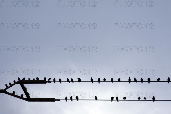Flock of birds
