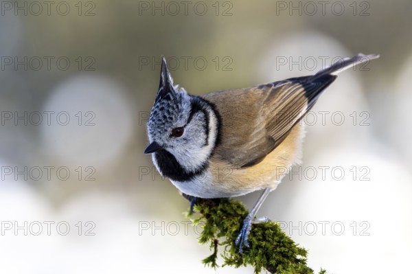 Crested tit on a branch covered with moss, presenting itself in a natural environment against the light, mixed forest, Black Forest, Germany