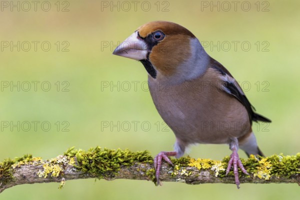 Hawfinch (Coccothraustes coccothraustes) sitting on a mossy branch, protected forest, Black Forest, Germany