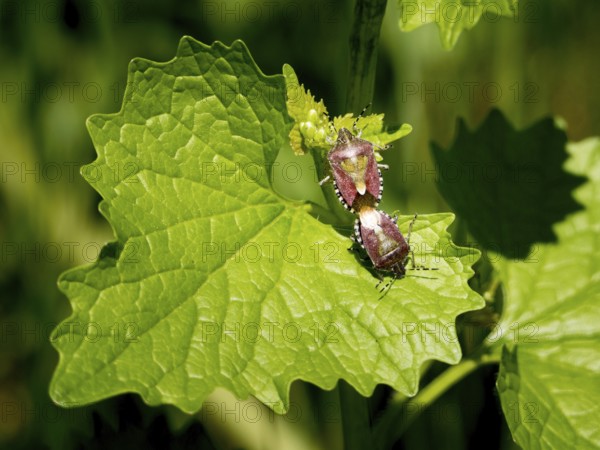 An image of two chinch reproduction