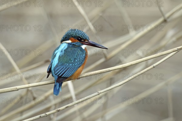 Kingfisher, Alcedo atthis
