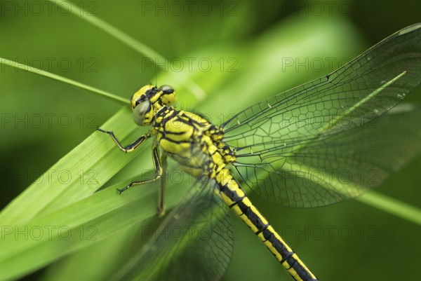 Yellow dragonfly in a natural environment