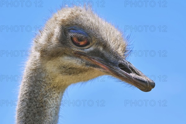 Portrait of Ostrich against the Blue Sky Konstantinovo, Varna, Bulgaria