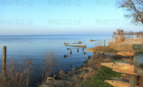 Seagulls flying over the Steinhuder Meer or Steinhuder Sea, Lower Saxony, Germany, north-west of Hanover. Sunset