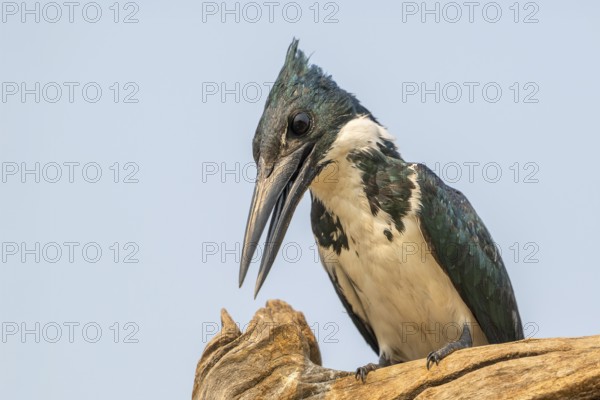 Green Kingfisher (Chloroceryle americana), Pantanal, inland, wetland, UNESCO Biosphere Reserve, World Heritage Site, wetland biotope, Mato Grosso, Brazil
