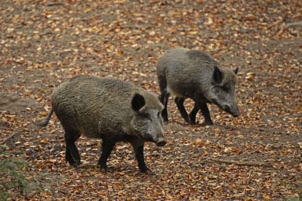Wild boar two adult animals standing next to each other on coloured autumn leaves on the right