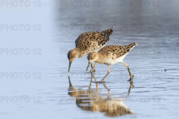 Ruff water bird (Philomachus pugnax) Ruff in water