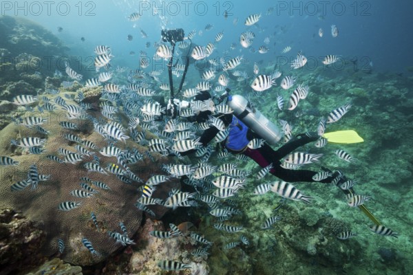 Diver photographing a shoal of heavy-tailed sergant, Abudefduf sexfasciatus, Beqa Lagoon, Viti Levu, Fiji