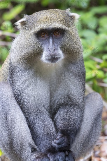 Samango white-throated monkey, (Cercopithecus mitis), (Cercopithecus mitis labiatus), Pondoland white-throated monkey, Diademed monkey, primate, monkey, iSimangaliso Wetland Park, St. Lucia, KwaZulu-Natal, South Africa