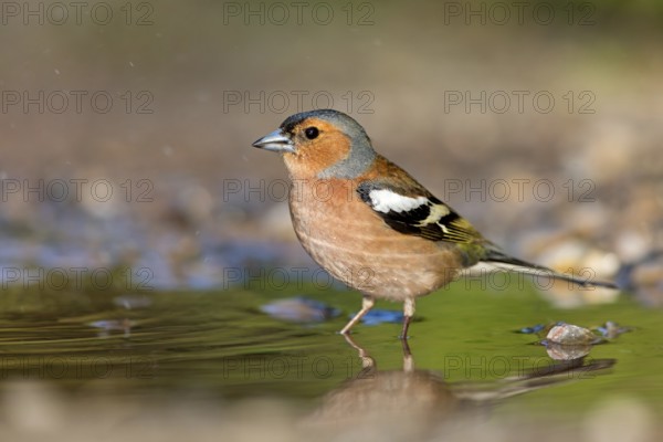 Chaffinch, (Fringilla coelebs), foraging, biotope, Wadi Darbat, Salalah, Greece, Oman
