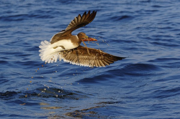 Hemprich's Gull, (Ichthyaetus hemprichii), (Larus hemprichii), Fish Eagle Gull Salalah, Off Mirbat, Dhofar, Oman