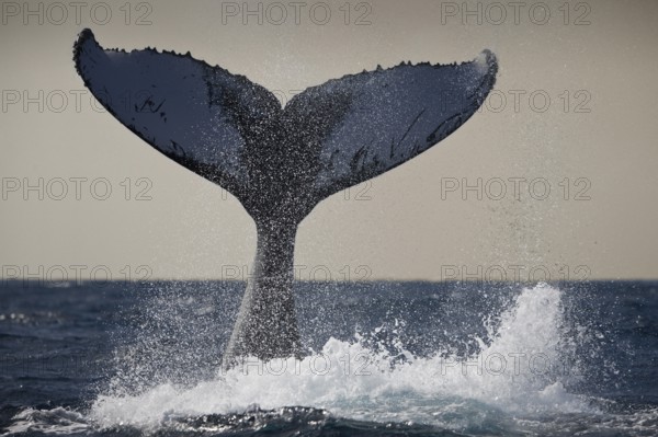 Humpback whale fluke, Megaptera novaeangliae, Silver Bank, Atlantic Ocean, Dominican Republic