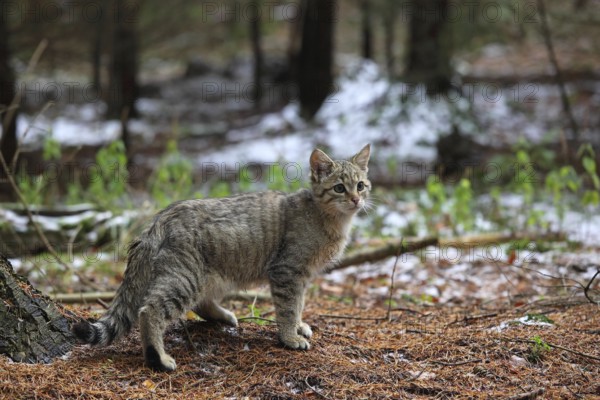Wildcat (Felis silvestris), Young tomcat roaming the territory, Winter, Taunus, Hesse, Germany, Europe Lahn-Dill-Kreis, Hesse, Federal Republic of Germany