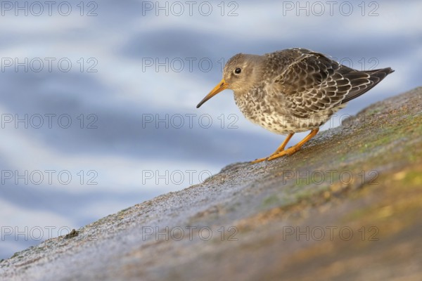 Purple sandpiper, (Calidris maritima), foraging on the beach, biotope, snipe family, Heligoland, Schleswig-Holstein, Germany