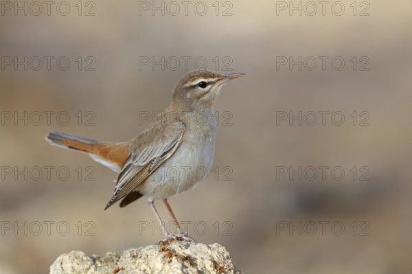 Hedge warbler, (Cercotrichas galactotes), flycatcher family, Ayn Hamran, Salalah, Dhofar, Oman