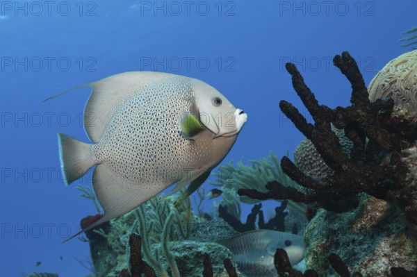 Gray angelfish, Pomacanthus arcuatus, Cozumel, Caribbean, Mexico