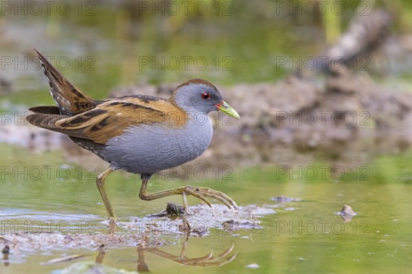 Little Crake, Little Crake, Small Crake, (Porzana parva), biotope, habitat, foraging, family of rails, waterfowl, waterbirds Lesvos, Greece