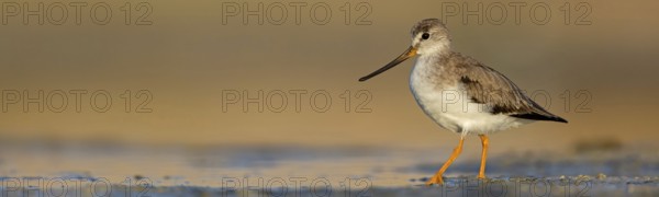 Terek sandpiper, (Xenus cinereus), animal, animals, bird, birds, snipe family, snipe, biotope, habitat, foraging Salalah, Raysut, Sohar, Oman