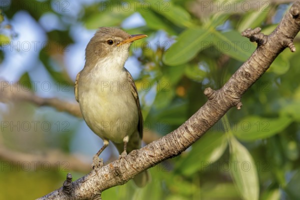 Olive warbler, (Hippolais olivetorum), animal, animals, bird, birds, biotope, habitat, perch, branch, twig, foraging, songbird, reed warbler family Lesvos, Greece