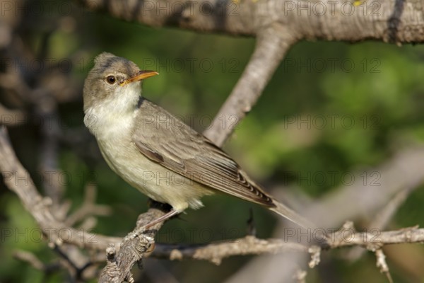 Olive warbler, (Hippolais olivetorum), animal, animals, bird, birds, biotope, habitat, perch, branch, twig, foraging, songbird, reed warbler family Lesvos, Greece