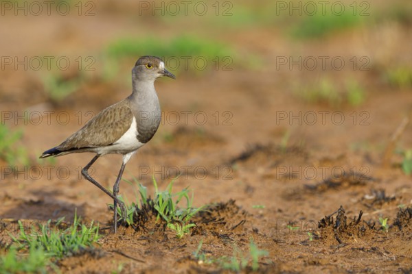 Lapwing (Vanellus lugubris), animals, birds, biotope, habitat, foraging, wader, plover family, Mkuze Game Reserve, Mkuze, KwaZulu-Natal, S¸dafrica