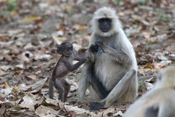 Northern plains gray langur (Semnopithecus entellus), primate, mother with young, Bandhavgarh National Park, Tiger Reserve, Madhya Pradesh, Vindhya Hills, India