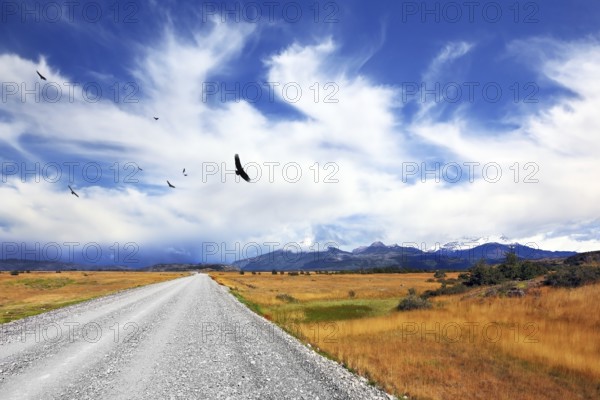 Above the dirt road on the pampa Andean condor soars. A strong wind blows bizarre cloud. On the horizon are seen snow-capped mountains