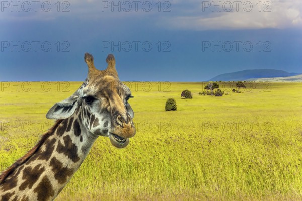 Pensive giraffe. Jeep Safari Masai Mara, Kenya. Long-necked giraffe with beautiful spotted skin and small horns in the African savanna. The concept of active and photo tourism
