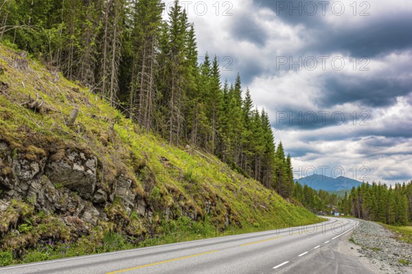 Green flowering mountains overgrown with coniferous forests. Magnificent scenic road to Roldal. Journey to Western Norway. Warm cloudy July day