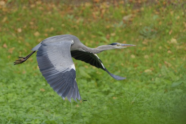 A grey heron flying over a meadow, germany. feather, flight, grey heron, pond, forest, plumage, beak, beauty, fauna, majestic, avian, beautiful, view, gray, bird, season, heron, park, wildlife, green, natural, nature, ornithology, water, environment, outdoors, closeup, background, wings, ardea cinerea, flying, animal, wing, lake, wild