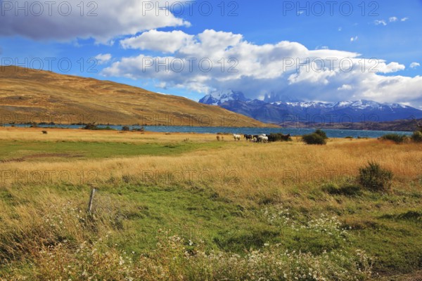 Chilean Andes. Fabulous lake Laguna Azul. On the lake herd of horses grazing. Distance are seen three rocks Torres del Paine