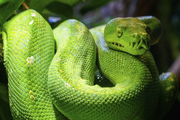 Green tree python (Morelia viridis) close-up. Portrait art