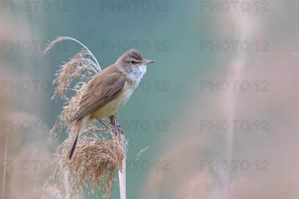 Reed warbler, (Acrocephalus arundinaceus), reedbed perch, biotope, habitat, animals, birds, songbird, reed warbler genus, Lobau, Vienna, Donaustadt, Vienna, Austria