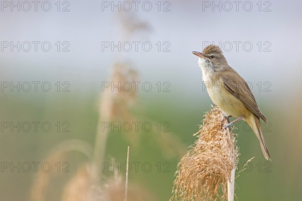 Reed warbler, (Acrocephalus arundinaceus), reedbed perch, biotope, habitat, animals, birds, songbird, reed warbler genus, Lobau, Vienna, Donaustadt, Vienna, Austria