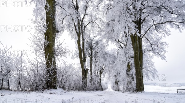 Snow-covered avenue in Masuria in eastern Poland in winter