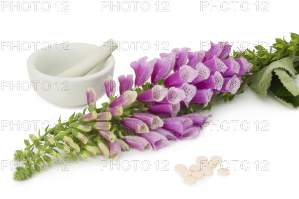 Common foxglove with mortar, pestle and pills over white background Common foxglove with mortar, pestle and pills over white background
