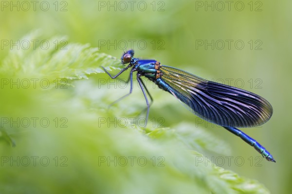 Banded demoiselle, (Calopteryx splendens), animals, insects, dragonfly, dragonfly, sideways, Lake Neusiedl, Andau, Burgenland, Austria