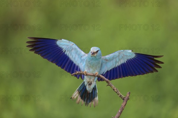 Roller, almond crow, (Coracias garrulus), animals, birds, raptors, raptor family, perch, biotope, habitat, spreads wings, Muselievo, Muselievo, Pleven, Bulgaria