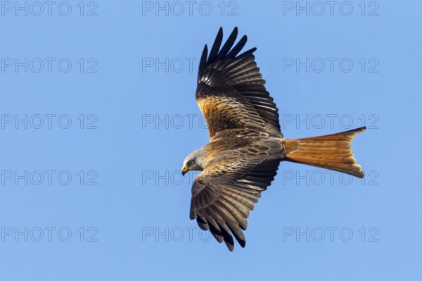 Red Kite, (Milvus milvus), Red Kite, Fork-tailed Kite, King Kite, animals, birds, bird of prey, hawk family, flight photo, blue sky, sideways, Lucerne, Lucerne, Switzerland