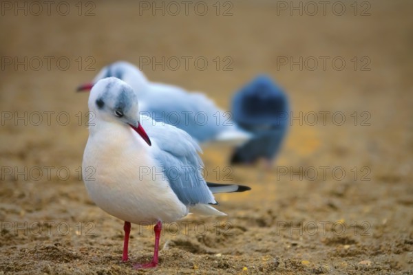 Seagulls on the sea beach. Black-headed gull (Larus ridibundus) in winter plumage