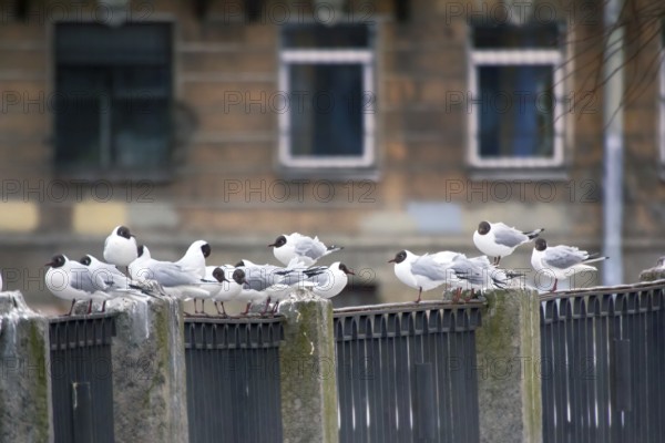 Birds in city have dual meaning. On one hand is aesthetic object, on other they scream and shit (harmful animals). Black-headed gulls on background of houses and cars, fence waterfront