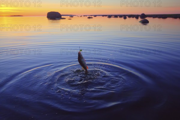 Summer catching fishing of a perch in the evening
