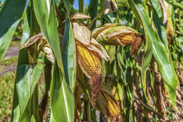 Field of corn with ripe orange ears