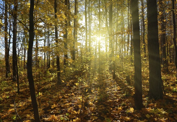 Beautiful autumn forest with sun shining