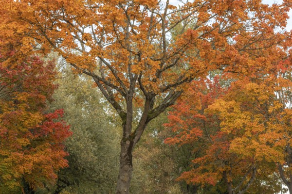 Colorful trees in autumn with red and orange leaves. France