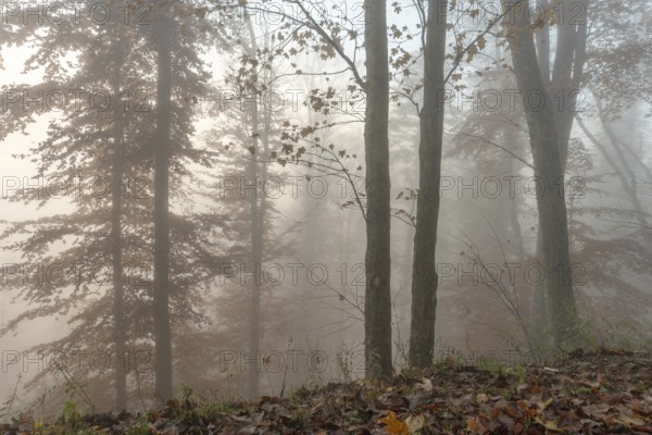 Autumn forest in the fog. Bas-Rhin, Collectivite europeenne d'Alsace, Grand Est, France